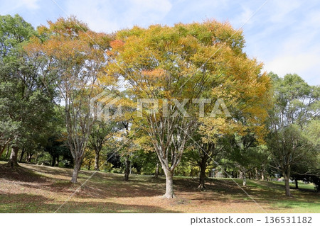 秋天的公園彩色的櫸樹葉子 秋天的公園彩色的櫸樹葉子 136531182