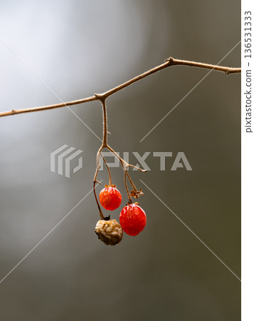 Fruit of the bulbul tree in a winter-dead forest Fruit of the bulbul tree in a winter-dead forest 136531333