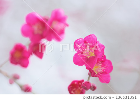Plum blossom red plum 136531351