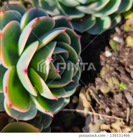 天然多肉植物 天然多肉植物 136531466