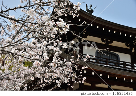 Spring at Kanshu-ji Temple: Cherry blossoms and the Kannon Hall (Yamashina Ward, Kyoto City) Spring at Kanshu-ji Temple: Cherry blossoms and the Kannon Hall (Yamashina Ward, Kyoto City) 136531485