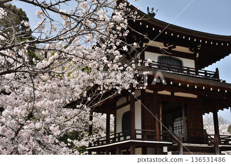 Spring at Kanshu-ji Temple: Cherry blossoms and the Kannon Hall (Yamashina Ward, Kyoto City) 136531486