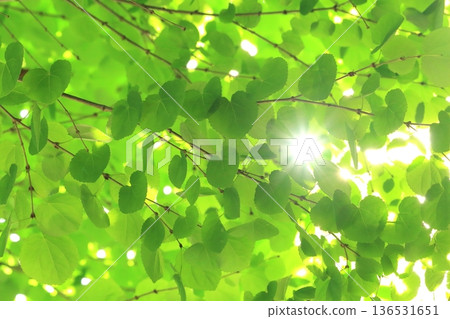 Katsura young leaves (Sunlight filtering through the leaves, fresh green eco image) Katsura young leaves (Sunlight filtering through the leaves, fresh green eco image) 136531651