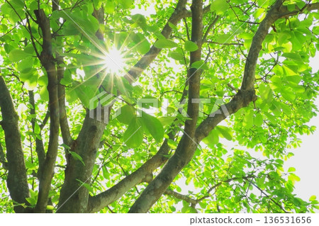 Magnolia young leaves (Sunlight filtering through the leaves, fresh green eco image) Magnolia young leaves (Sunlight filtering through the leaves, fresh green eco image) 136531656