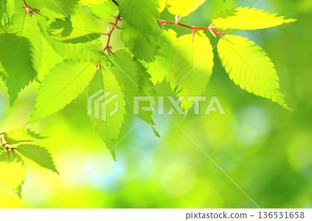 Young leaves of zelkova (fresh green eco image) 136531658