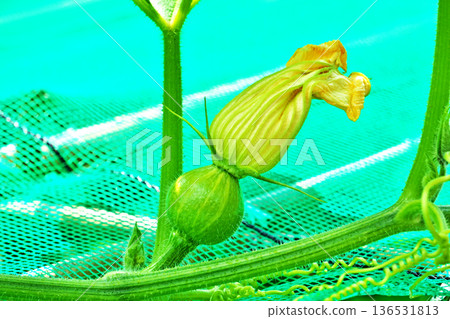 Female pumpkin flowers (summer, June) Female pumpkin flowers (summer, June) 136531813
