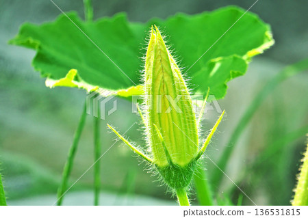 黃色南瓜雄花（夏季，六月） 136531815