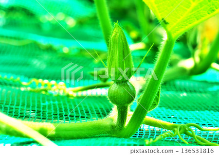 南瓜雌花（花蕾）（夏季，六月） 136531816