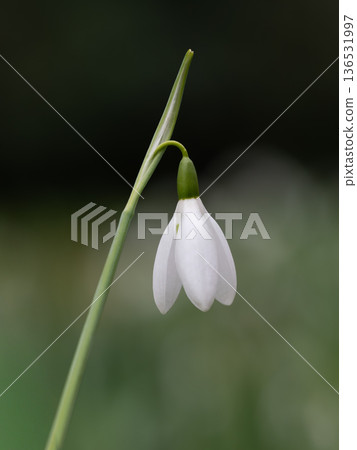 高貴純潔的雪滴花 高貴純潔的雪滴花 136531997