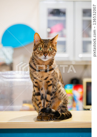 可愛貓咪 可愛貓咪 136532007