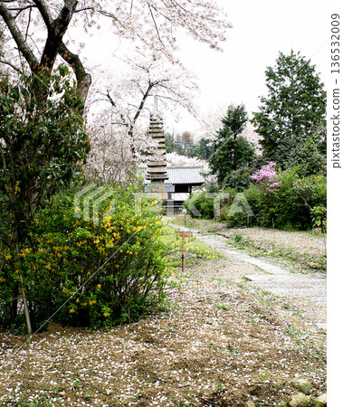 Cherry blossoms at Hannyaji Temple, Nara City 136532009