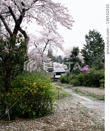 奈良市般若寺的櫻花 奈良市般若寺的櫻花 136532010