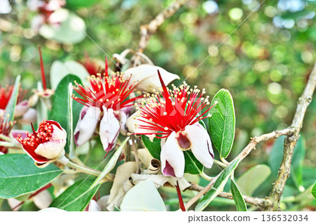 Red and white feijoa flowers (summer, June) Red and white feijoa flowers (summer, June) 136532034