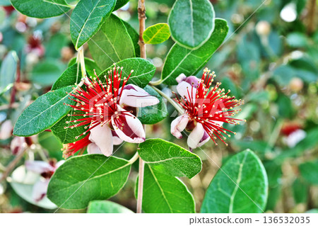 紅色和白色的 feijoa 花（夏季，六月） 136532035