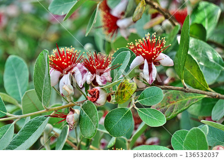 Red and white feijoa flowers (summer, June) Red and white feijoa flowers (summer, June) 136532037