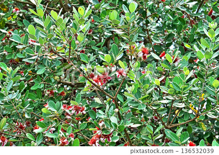 紅色和白色的 feijoa 花(夏季,六月) 紅色和白色的 feijoa 花(夏季,六月) 136532039