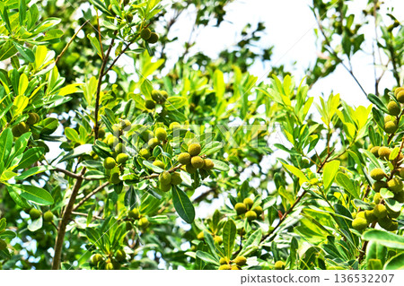 Yellow-green bayberry fruit (summer, June) Yellow-green bayberry fruit (summer, June) 136532207
