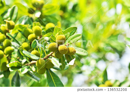 Yellow-green bayberry fruit (summer, June) Yellow-green bayberry fruit (summer, June) 136532208