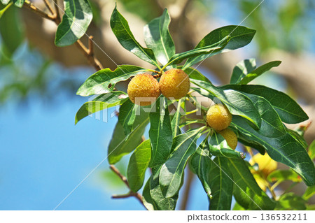 Yellow bayberry fruit (summer, June) 136532211