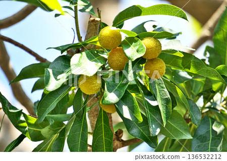 Yellow bayberry fruit (summer, June) Yellow bayberry fruit (summer, June) 136532212
