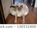 Russian Blue relaxing at home 136532400