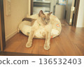 Russian Blue relaxing at home 136532403