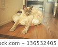 Russian Blue relaxing at home 136532405