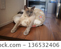 Russian Blue relaxing at home 136532406