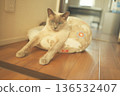 Russian Blue relaxing at home 136532407