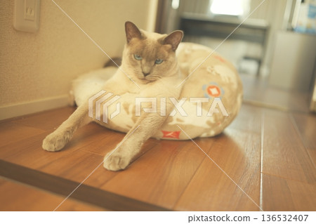 Russian Blue relaxing at home 136532407