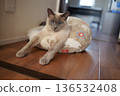 Russian Blue relaxing at home 136532408