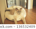 Russian Blue relaxing at home 136532409