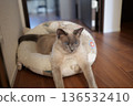 Russian Blue relaxing at home 136532410