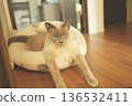 Russian Blue relaxing at home 136532411