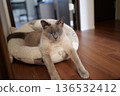 Russian Blue relaxing at home 136532412