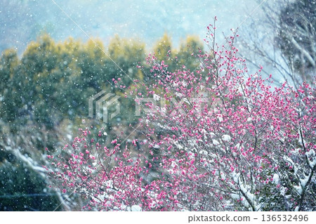 Snow scenery of Kyoto Arashiyama Snow scenery of Kyoto Arashiyama 136532496