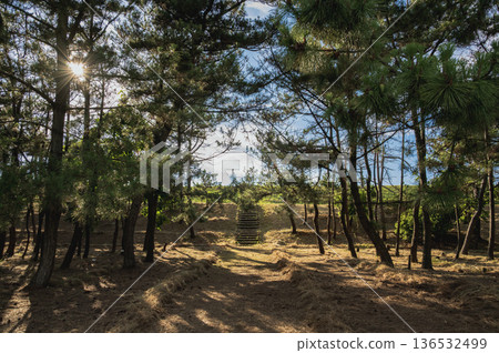 新潟縣潮風公園的松林（柏崎市） 136532499
