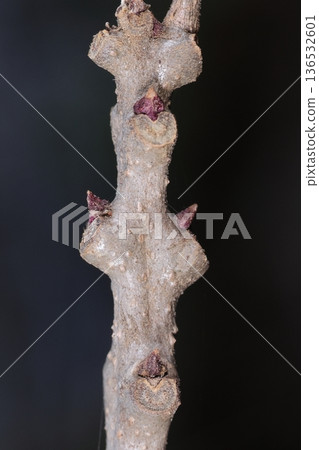 自然植物，日本赬桐，二月。枝條上有很多冬芽和葉痕。冬芽是以90度角生長的嗎？ 136532601