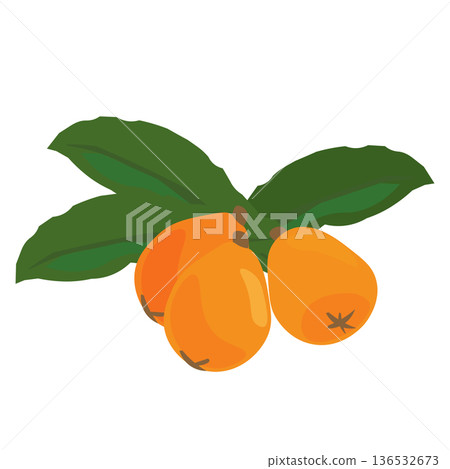 Illustration of loquat with leaves 136532673