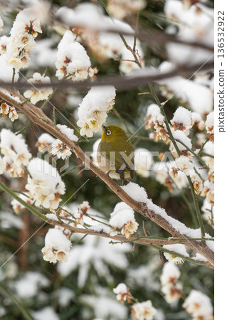 White-eye that sucks the nectar of plum blossoms 136532922