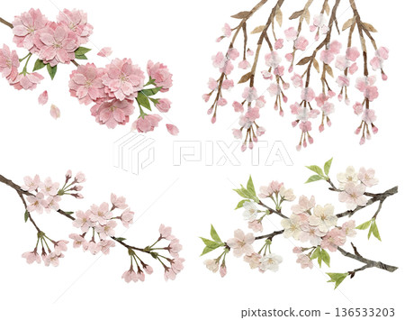 一套四朵用日本紙製作的櫻花，白色背景插圖 136533203