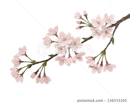 白色背景上的染井吉日本剪紙 136533205