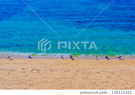 海浪飛濺，一群海鳥飛翔 136533381