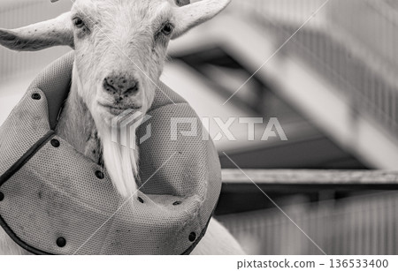 一隻戴著項圈的山羊的特寫 136533400