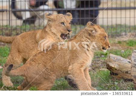 Playful Lion Cub Brothers Playful Lion Cub Brothers 136533611