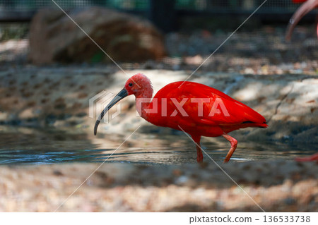 Close up  the scarlet ibis is beautiful bird 136533738