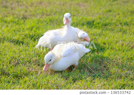The baby white Duck is eatting in nature garden 136533742