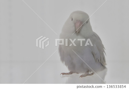 Cute little bird Cute little bird 136533854