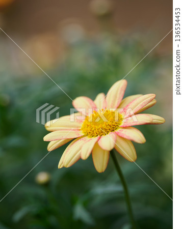 Adorable daisies in the flowerbed 136534453