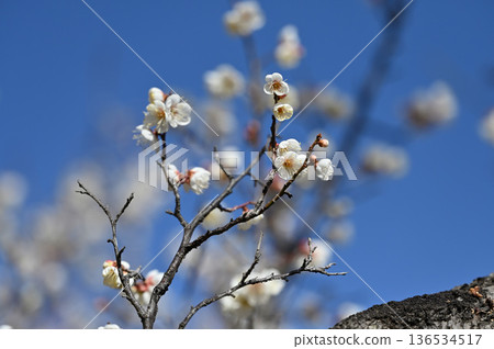 在藍天的李子開花 136534517